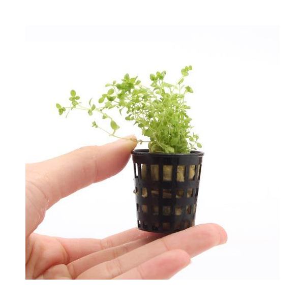 （水草）ミニポット　南米産ミズハコベ（水上葉）（無農薬）（3ポット）