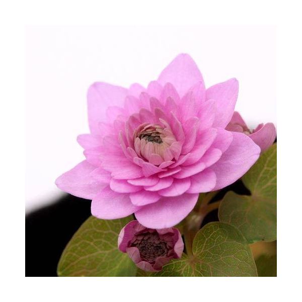 （山野草）カラマツソウ（唐松草）八重咲梅花カラマツ 3号（1ポット）（休眠状態）