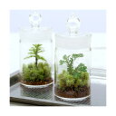 (観葉植物)苔テラリウム クラマゴケ ガラスボトルミニ 説明書付 コケテラリウム 苔テラ コケテラ 苔 インテリア