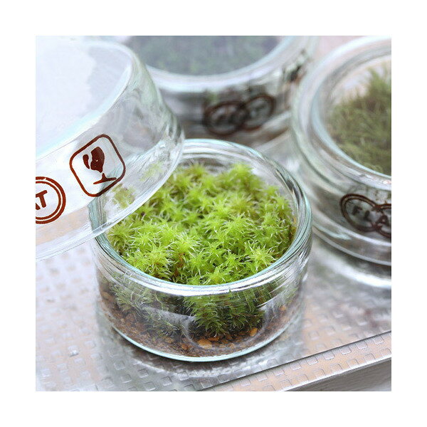 オシャレなガラス容器にコケが植栽された商品です！ガラス容器の中は湿度が一定に保たれ、コケには最適な環境を作り出します。管理も非常に簡単で置いておくだけで維持できます！自然の情緒で水草の変化・生長を観察！苔テラリウムスナゴケ使用植物・スナゴケ...