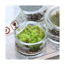 (観葉植物)苔テラリウム スナゴケ フラットシャーレ 説明書付 コケテラリウム 苔テラ コケテラ 苔 インテリア
