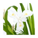 (山野草)白花ヒメシャガ(白花姫射干) 2.5号(1ポット)