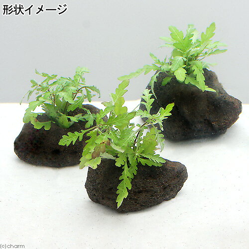 （水草）ハイグロフィラ　ピンナティフィダ　穴あき溶岩石付き（水上葉）（無農薬...
