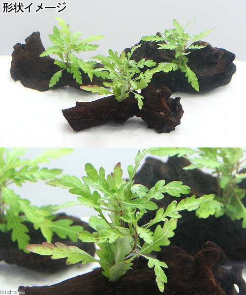 （水草）ハイグロフィラ　ピンナティフィダ　流木付　Sサイズ（水上葉）（無農薬）...