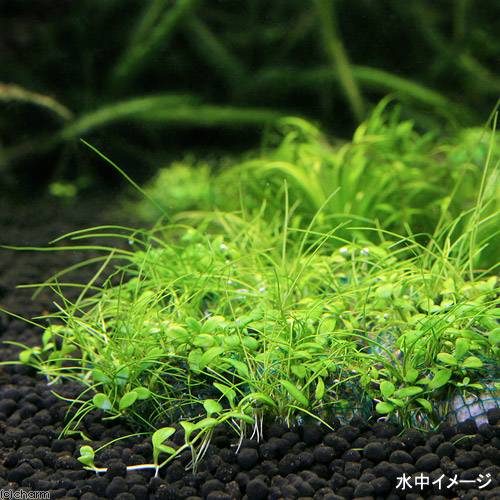 （水草）★育成済★　ミックスボール（ヘアショー＋グロッソスティグマ）（水上葉）...