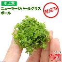 (水草)★育成済★ ニューラージパールグラス ボール(水上葉)(無農薬)(1個)