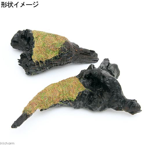 （水草）巻きたて　ロックウール付　ヘアーグラスショート　流木　Lサイズ（約25cm...
