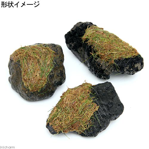 （水草）巻きたて　ロックウール付　ヘアーグラスショート　溶岩石　Sサイズ（8〜1...