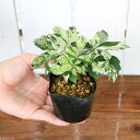 (観葉植物)パーセノシッサス 斑入りアメリカヅタ 2.5号(3ポットセット)