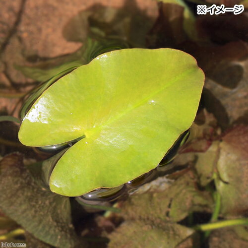 （ビオトープ）水生植物　河骨　サイコクヒメコウホネ（1ポット）　浮葉植物