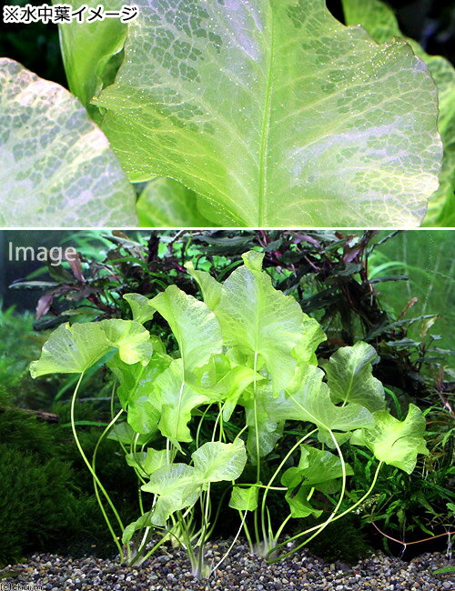 （ビオトープ）水生植物　河骨　サイコクヒメコウホネ（1ポット）　浮葉植物
