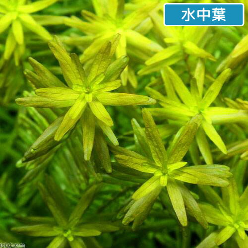（水草）ロタラsp．ミャンマー産（水上葉）（無農薬）（20本）