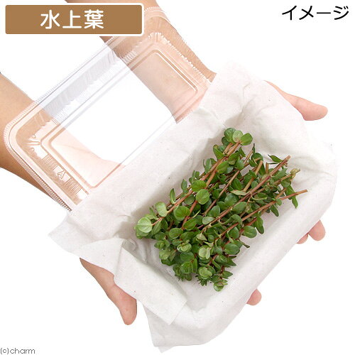 （水草）ロタラsp．マンヤン（水上葉）（無農薬）（20本）