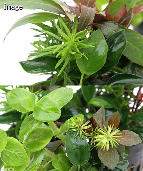 （水草）おまかせ水草寄せ植えポット　Ver．ナナプチ（水上葉）（3ポット）