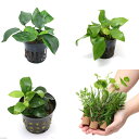 (水草)定番のアヌビアス ナナ3種セット + ライフマルチ(茶)おまかせ有茎草5種(水上葉)(1セット)