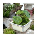 (山野草)苔盆栽 ユキワリソウ 品種・おまかせ色小鉢(1鉢)