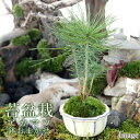(山野草)苔盆栽 アカマツ おまかせ色小鉢(1鉢)