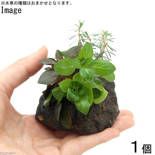 charm 3980 楽天市場店の（水草）ミニサイズ　Plants　Arrangement　ザ　ボンサイ（水上葉）（無農薬）（1個）｜アングル2