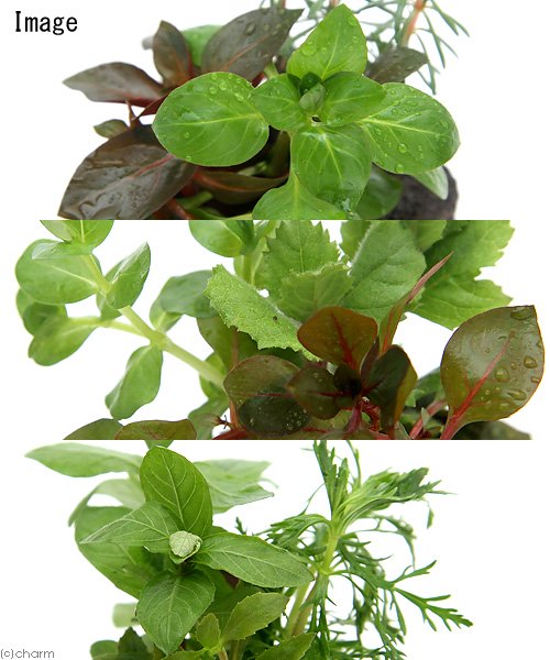 charm 3980 楽天市場店の（水草）ミニサイズ　Plants　Arrangement　ザ　ボンサイ（水上葉）（無農薬）（1個）｜アングル3