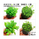 (水草)鉢植え おまかせ 水上葉 1種(無農薬)