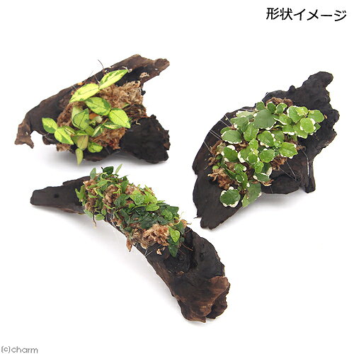 （観葉植物）置くだけ簡単ビバリウム！　巻きたて　ツタ付流木　SSサイズ（約10cm）（1本）