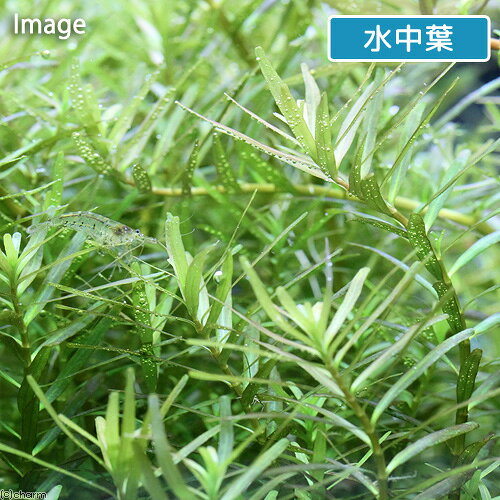 （水草）ロタラ　インディカ　カリカット（水上葉）（10本）