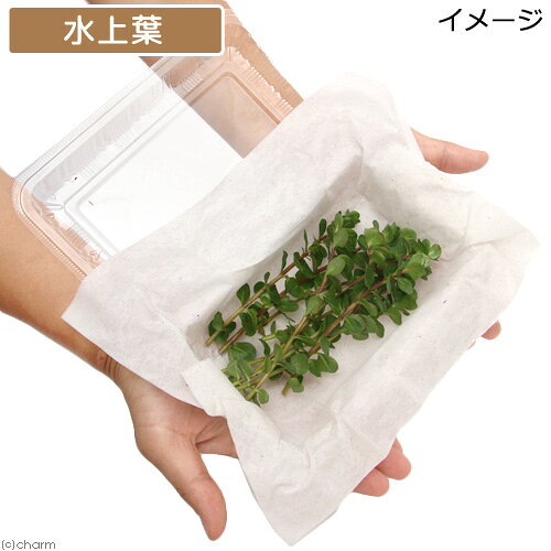 （水草）ロタラ　インディカ　カリカット（水上葉）（10本）