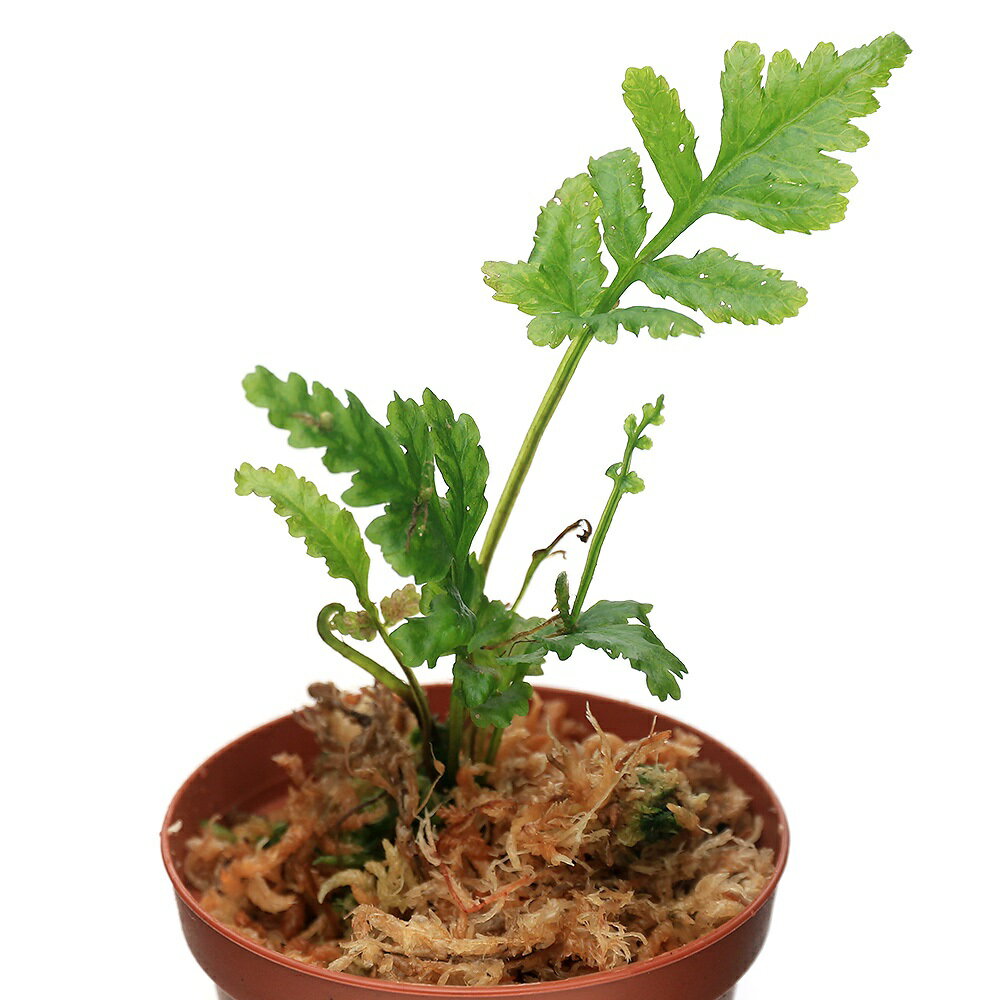 ʥƥꥦ˥ܥӥƥspSiberut1ݥåȡˡ̳ƻҶݲ