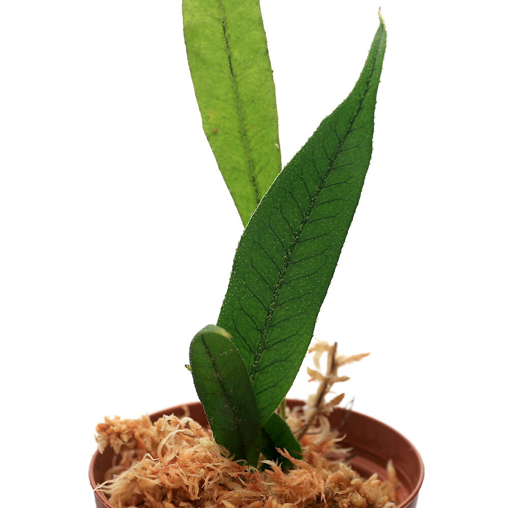 （テラリウム）ミクログラマ　ペルコーサ　Ecuador（1ポット）　北海道・九州航空便要保温