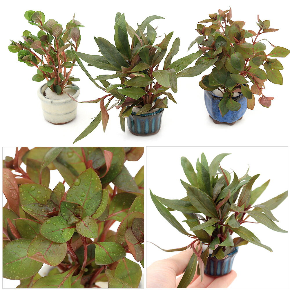 （水草）豆鉢入り　おまかせ赤系水草　1種（水上葉）（無農薬）（1個）