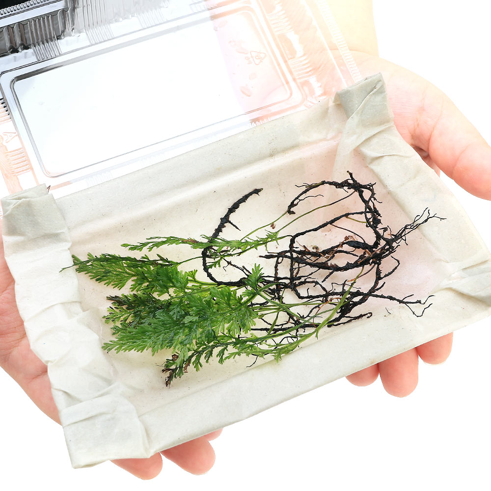 �ʥƥ�ꥦ��˥ҥ�ϥ��ۥ饴����ɱ��ƶˡ���ݡˡ�1�ѥå��ˡ��̳�ƻ���彣�Ҷ������ݲ�