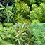 （水草）おまかせ南米産水草　4種セット（計40本）（水上葉）（無農薬）（1パック）
ITEMPRICE