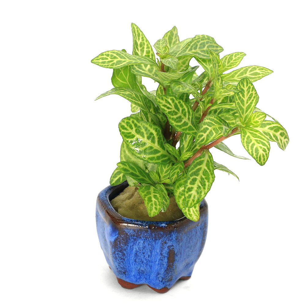 charm 3980 楽天市場店の（水草）豆鉢入り　ハイグロフィラ　ロザエネルヴィス（水上葉）（無農薬）（1個）｜アングル2