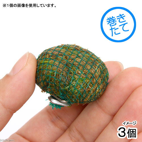 （水草）巻きたて　アラグアイア　ヘアーグラス　ボール（水上葉）（無農薬）（3個）
