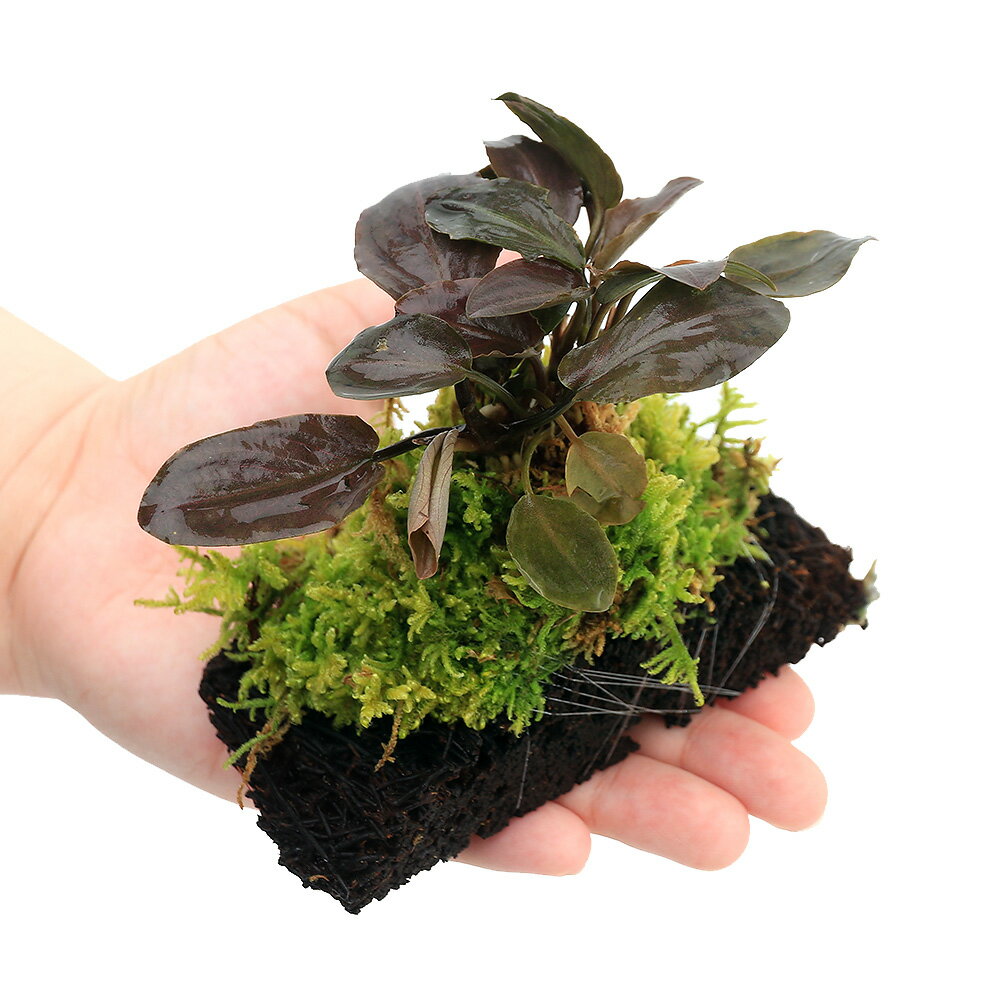 �ʥƥ�ꥦ��˴������ƥƥ�ꥦ�࿢ʪ�դ��ؤ��ġ�S����������1�ġ�