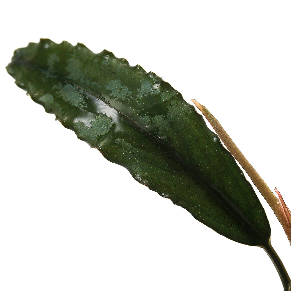（水草）ブセファランドラsp．Centipede　Sokan　Melawi　South（水上葉）（1株）