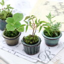 (山野草)苔盆栽 おまかせ山野草 豆鉢植え(1鉢)