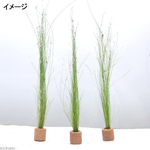 （水草）ライフマルチ（茶）エレオカリス　ビビパラ（水上葉）（無農薬）（1個）