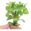 (水草)ライフマルチ(茶)ウォーターウィステリア(水上葉)(無農薬)(2個)