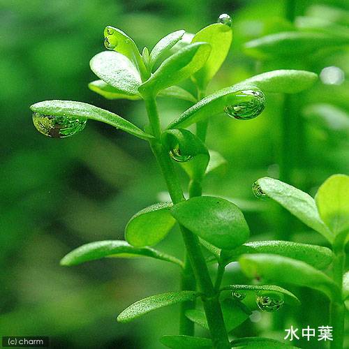 �ʿ���˥饤�եޥ������˥Х��ѡ����˥���ʿ���աˡ�̵�����ˡ�2�ġ�