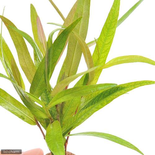 （水草）ライフマルチ（茶）ポリゴナムsp．ピンク（水上葉）（無農薬）（2個）