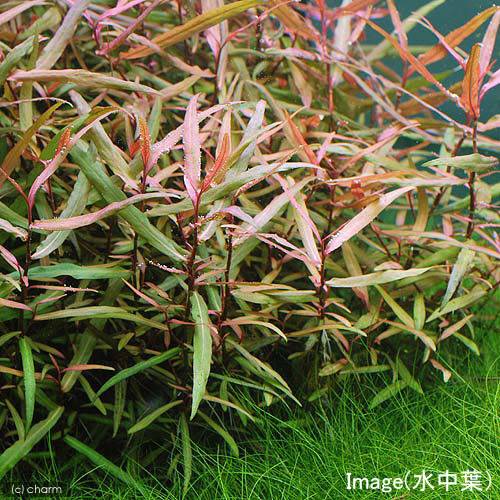 （水草）ライフマルチ（茶）ポリゴナムsp．ピンク（水上葉）（無農薬）（2個）
