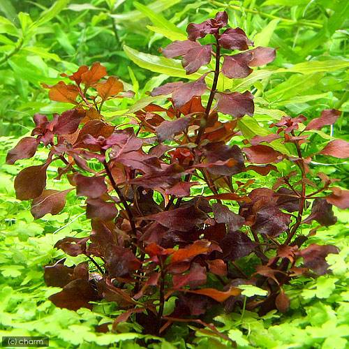 （水草）ライフマルチ（茶）ルドウィジアsp．スーパーレッド（水上葉）（無農薬）...
