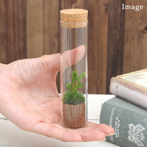 �ʴ��տ�ʪ���ݥƥ�ꥦ�ࡡ����ޥ���������६�饹��1�ġˡ��������ա������ƥ�ꥦ�ࡡ�ݥƥ顡�����ƥ顡�ݡ�����ƥꥢ