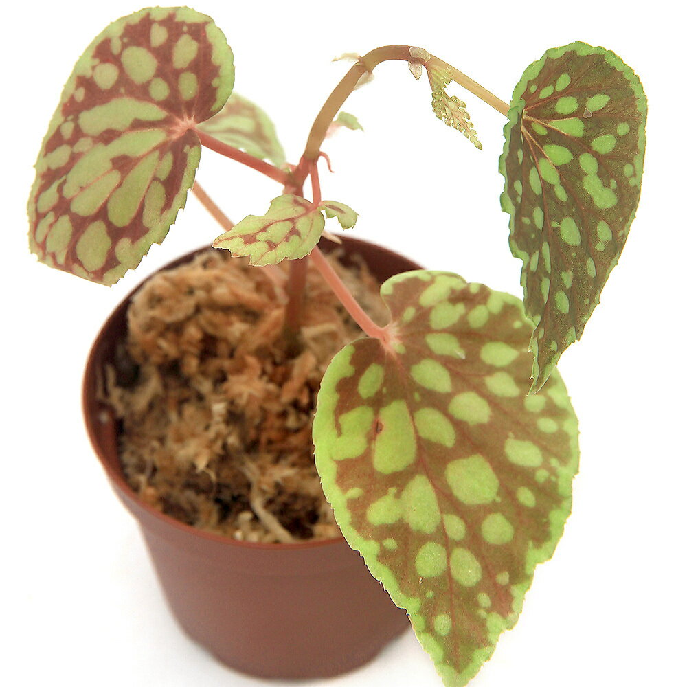 （テラリウム）ベゴニア　クロロスティクタ（1ポット）原種ベゴニア　北海道・九州航空便要保温