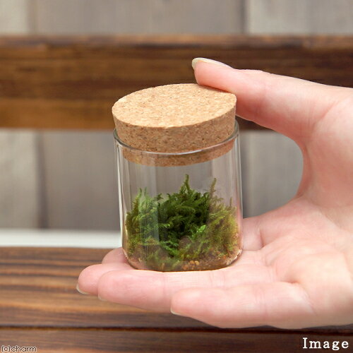 �ʴ��տ�ʪ����Terrarium���ϥ����������륯�ܥȥ롡�ߥˡ��������ա������ƥ�ꥦ�ࡡ�ݥƥ顡�����ƥ顡�ݡ�����ƥꥢ