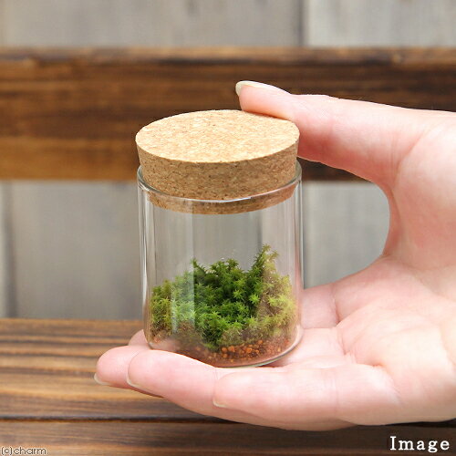 �ʴ��տ�ʪ����Terrarium�����ʥ��������륯�ܥȥ롡�ߥˡ��������ա������ƥ�ꥦ�ࡡ�ݥƥ顡�����ƥ顡�ݡ�����ƥꥢ