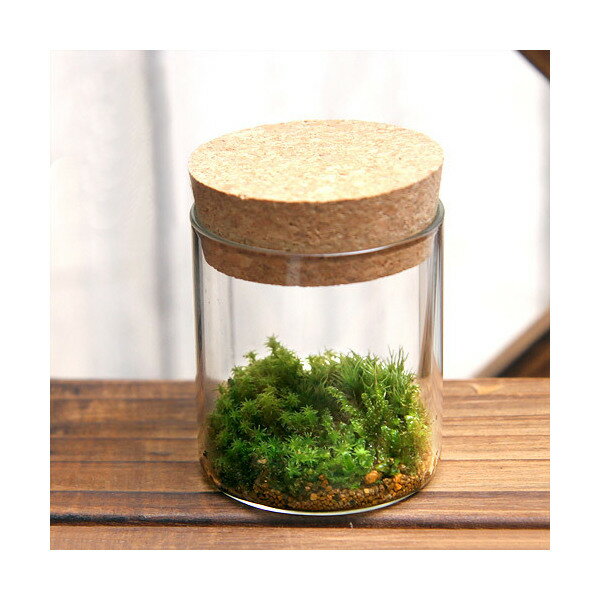 （観葉植物）苔Terrarium　苔3種セット　コルクボトル　ミニ　説明書付　コケテラリウム　苔テラ　コケテラ　苔　インテリア