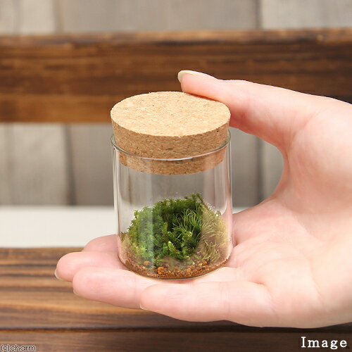 �ʴ��տ�ʪ����Terrarium����3�糧�åȡ����륯�ܥȥ롡�ߥˡ��������ա������ƥ�ꥦ�ࡡ�ݥƥ顡�����ƥ顡�ݡ�����ƥꥢ