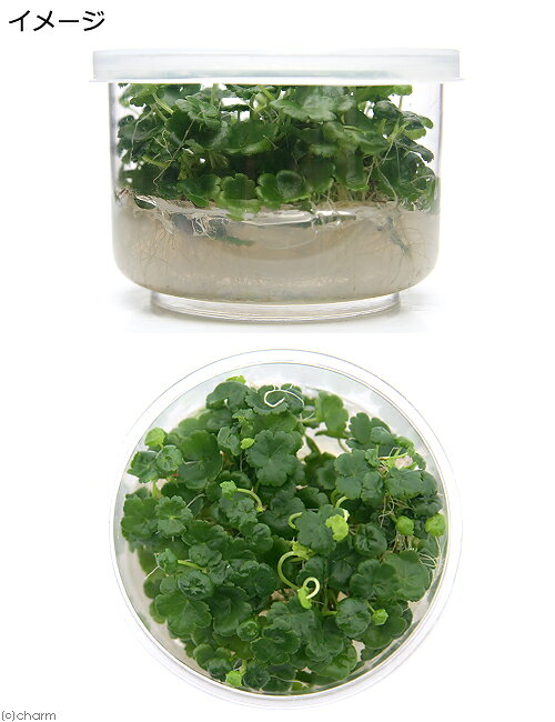 （水草）組織培養　ノチドメ（無農薬）（1カップ）